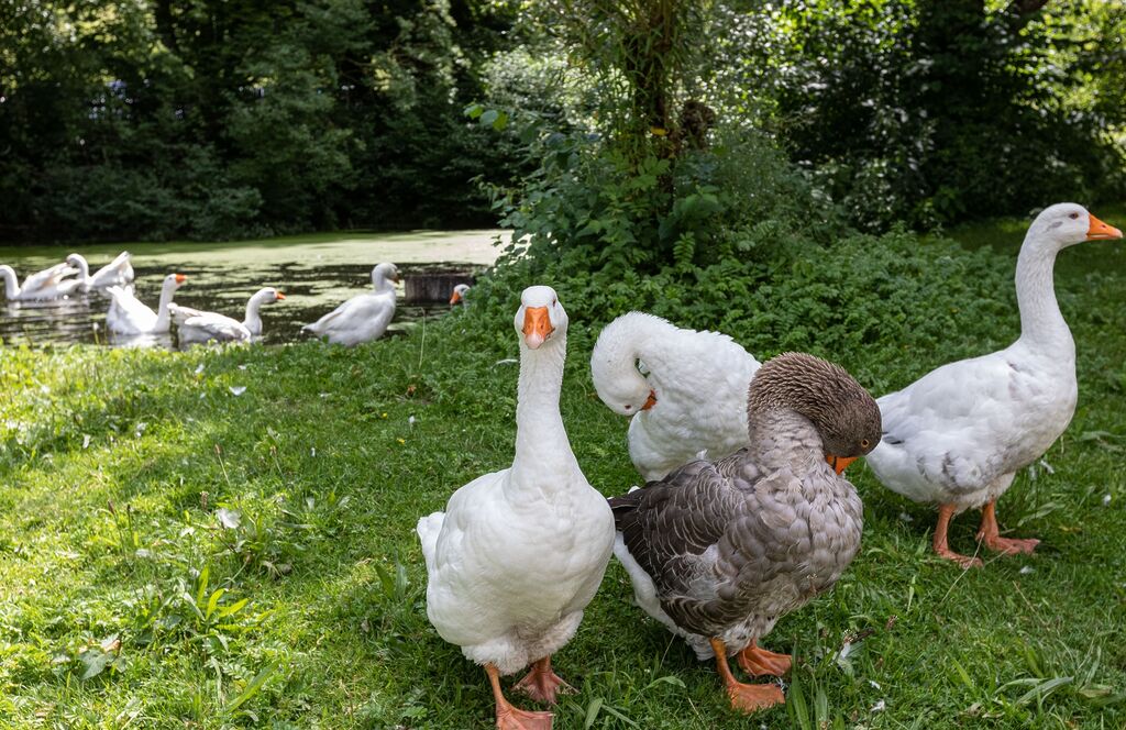  Tiere auf dem Bauernhof - Bauernhaus-Museum Allgäu-Oberschwaben Wolfegg 