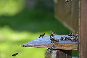 Bienen fliegen in den Bienenstock im BHM