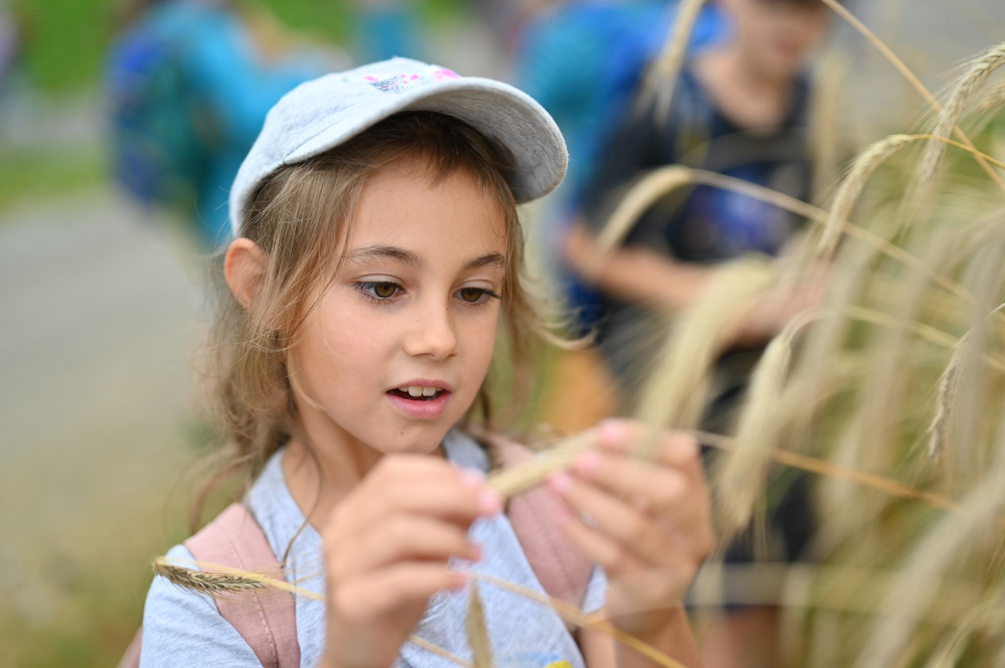 Ein Mädchen schaut sich Weizenähren an
