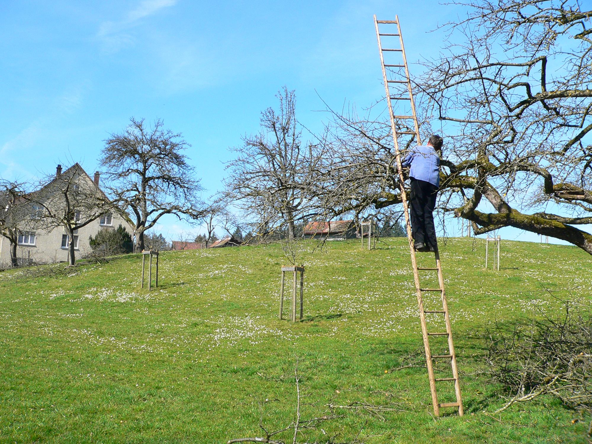 Ein Mann steht auf einer Leiter und schneidet Obstbäume