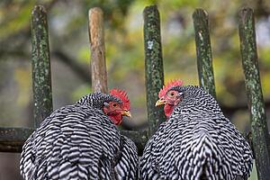 Zwei Hühner im Bauernhaus-Museum