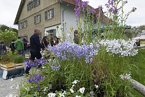Heimische Blumen und seltene Pflanzen auf dem Markt.